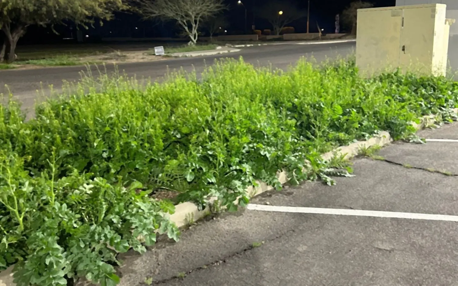 Commercial parking lot planter overgrown with tall weeds