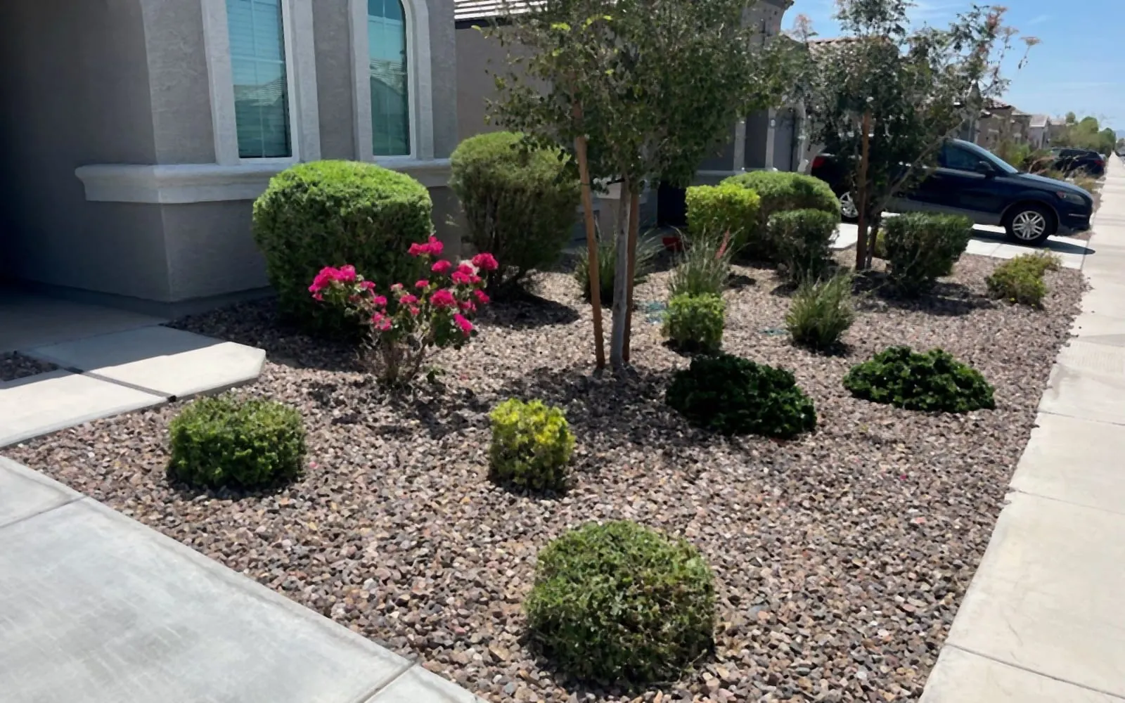 Front yard rock bed with shaped shrubs, young trees and pink bougainvillea