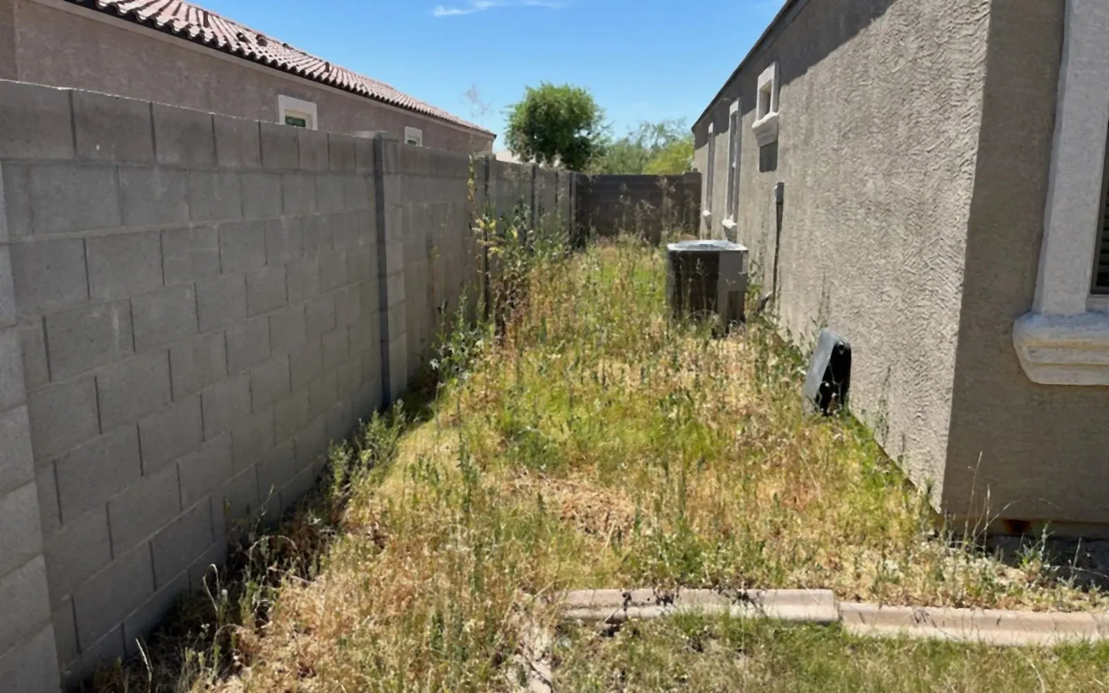 Side yard overgrown with grass and weeds