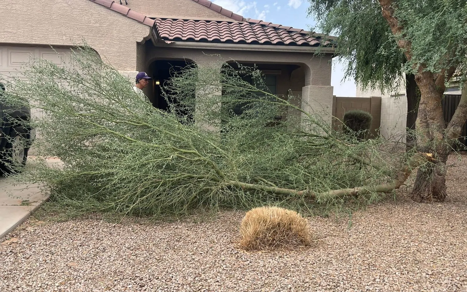 Large tree branch broken off and lying across a front yard