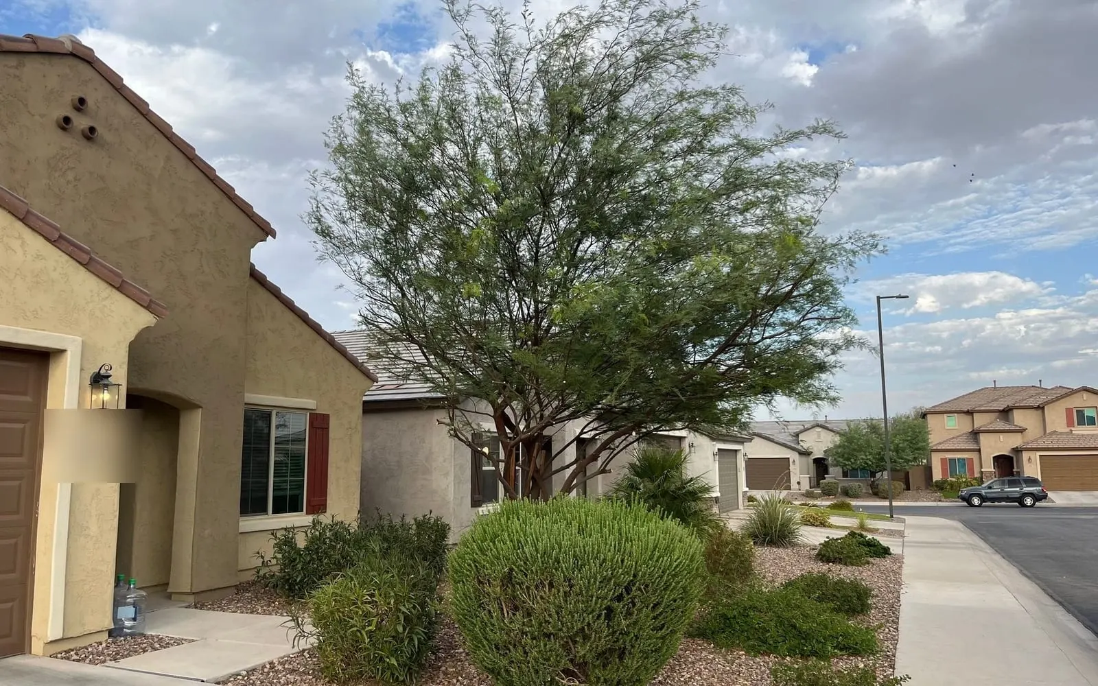 The same tree after pruning, shaped and clear of the house