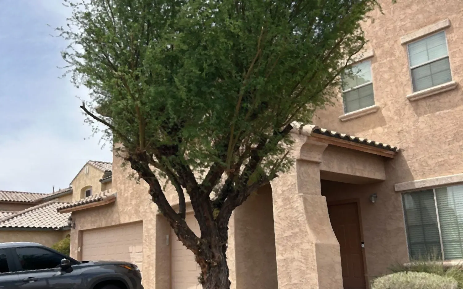 The same tree after trimming: thinned, raised canopy and a clear trunk