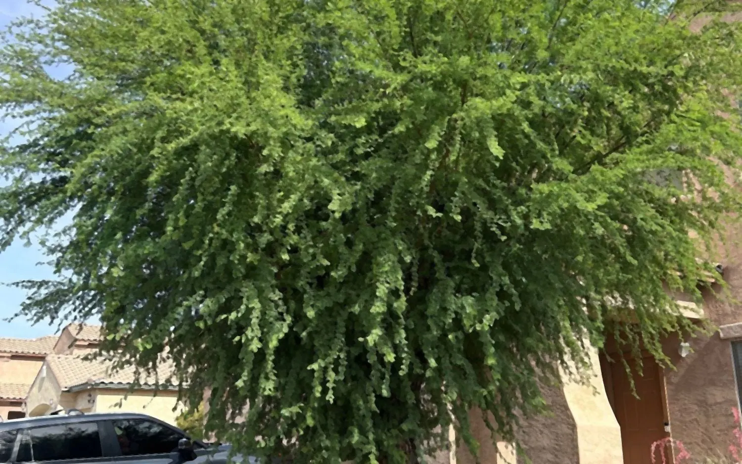 Overgrown front-yard tree with a dense canopy hanging over the driveway